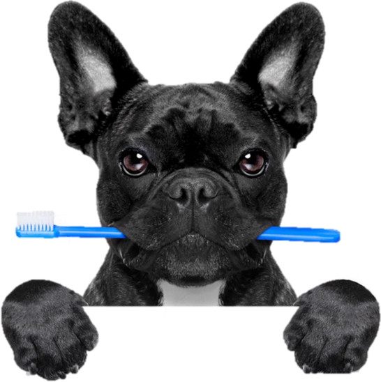 dental_dog01
